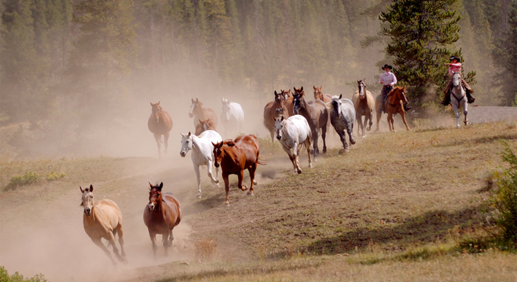 USA Montana Pferde Cowboys Foto iStock gkuchera